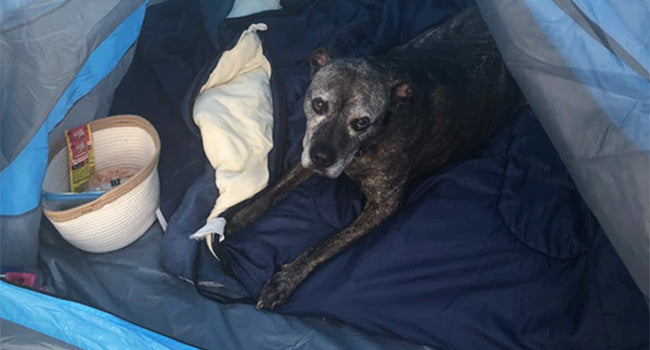 d58a90fd-1a9a-4397-bb84-82ddd62f1c57